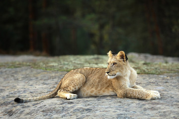 Lion cube lying down on the rock - panthera leo. Young lioness relaxing