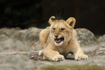 Obraz na płótnie Canvas Lion cube lying down on the rock - panthera leo - kitten having rest