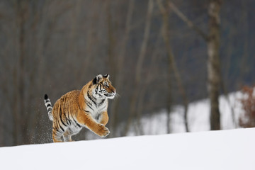Fototapeta na wymiar Siberian Tiger run. Typical winter environment with birche trees in background. Taiga russia. Panthera tigris altaica