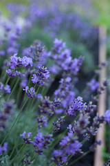 Bouquet of summer lavender on an old wooden background (top view)