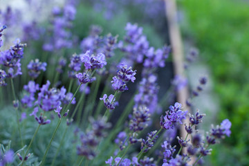 Bouquet of summer lavender on an old wooden background (top view)