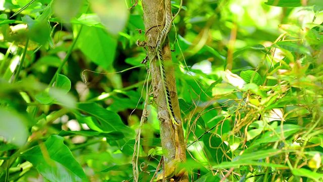 Bronzeback Snake Eating A Frog, Philippines