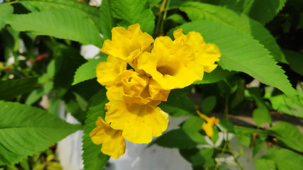 yellow flowers in garden