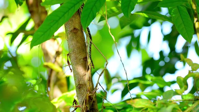 Bronzeback Snake Eating A Frog, Philippines
