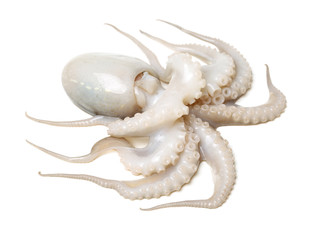 Octopus on white background 