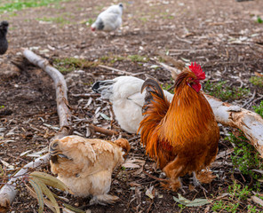 Chickens roaming free