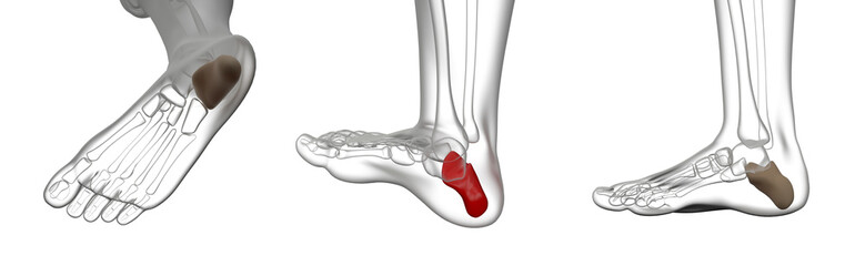 3d rendering illustration of calcaneus bone