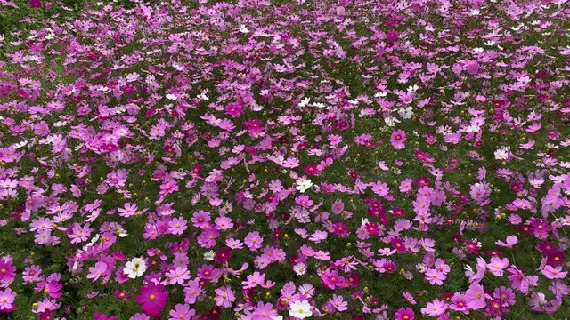 コスモス コスモス畑 秋 パンダウンしてフィックス  v05_00388(IMG_3978_1)