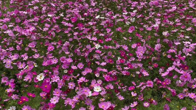 風にそよぐコスモス コスモス畑 秋 フィックス  v06_00389(IMG_3978_2)