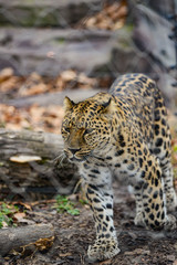 Naklejka na ściany i meble an angry female cheetah crawling leopard africa safari park