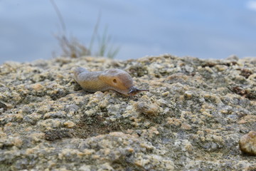 Snail crawling on the stone