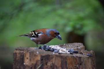 A bird on a stump eats seeds