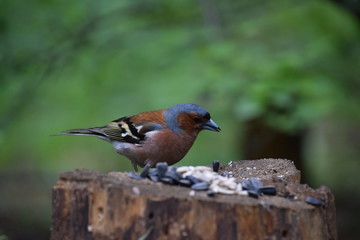 A bird on a stump eats seeds