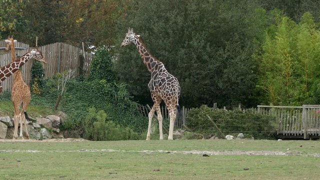 Giraffes au parc animalier de Cerza