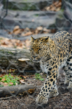 an angry female cheetah crawling leopard africa safari park