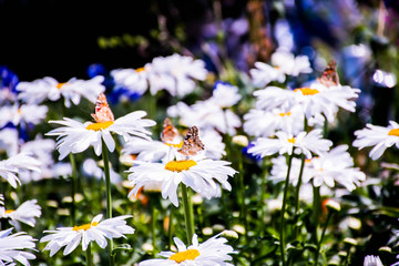 field of daisies