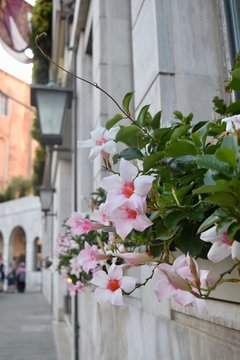 balcony with flowers