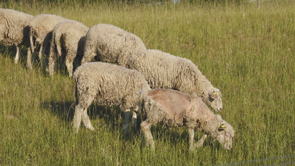Young lambs graze in the meadow
