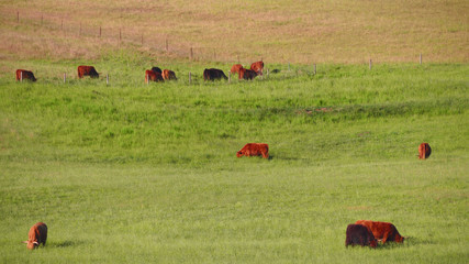 Red Scottish cows graze in a green meadow