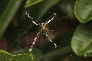 Close up shot of spider / garden spider build / making the spider web on the leafs on the garden / green background