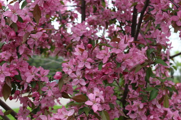 Fototapeta premium Bright pink flowers bloomed on a tree in spring.