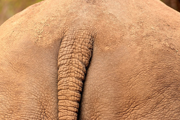 Fototapeta premium Wild african animals. Closeup of african bush rhino rear with part of the tail.