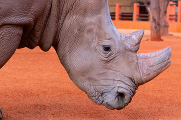 Obraz premium Portrait of a male bull white Rhino grazing in Etosha National park, Namibia. Wild african animals. Close up of a rhino
