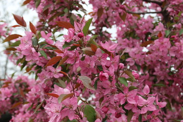  Bright pink flowers bloomed on a tree in spring.