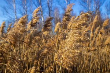 Fototapeta premium Selective soft focus of dry grass, reeds, stalks blowing in the wind at golden sunset light,