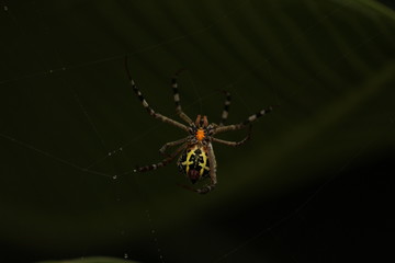 Close up shot of spider / garden spider build / making the spider web on the leafs on the garden / green background