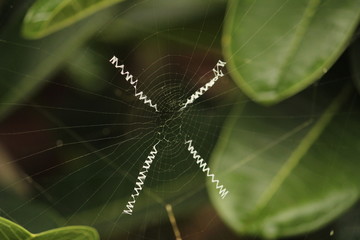 Close up shot of single spider web on the garden / green blured background without spider
