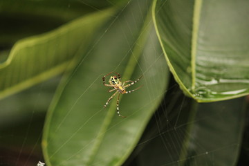 Close up shot of spider / garden spider build / making the spider web on the leafs on the garden / green background