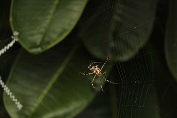 Close up shot of spider / garden spider build / making the spider web on the leafs on the garden / green background