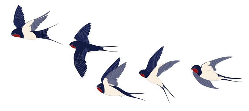 The flying swallows set is isolated. Color vector drawing.