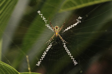 Close up shot of spider / garden spider build / making the spider web on the leafs on the garden / green background