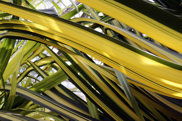 Chlorophytum comosum or spider plant. Close up of leaves.