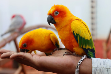 Beautiful parrot eating grains on a human hand
