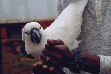Man feeding white parrot 