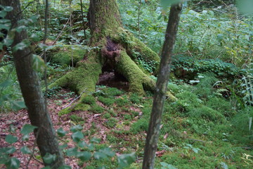 Białowieża 
