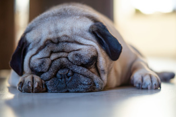 Trauriger Schlafender Mops Hund Beige auf Boden