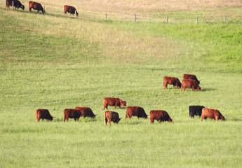 Red Scottish cows graze in a green meadow