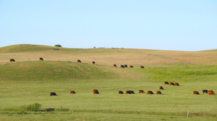 Obraz na płótnie Canvas Red Scottish cows graze in a green meadow