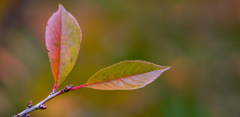 golden colored autumn leaves in nature
