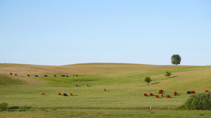 Fototapeta na wymiar Red Scottish cows graze in a green meadow
