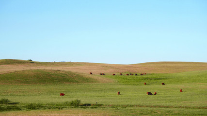 Obraz premium Red Scottish cows graze in a green meadow