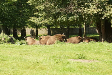 żubr © Napoleon. C