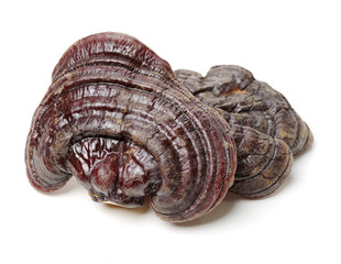 Ganoderma Lucidum isolated on white background