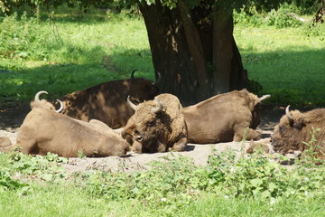Fototapeta premium żubr