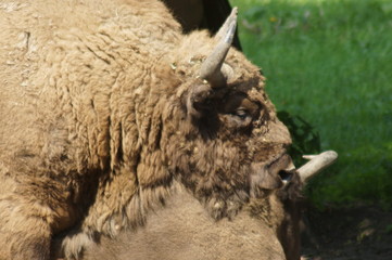 żubr © Napoleon. C