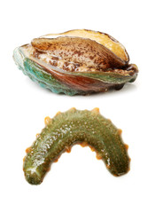 Raw abalones and sea cucumber on the white background 